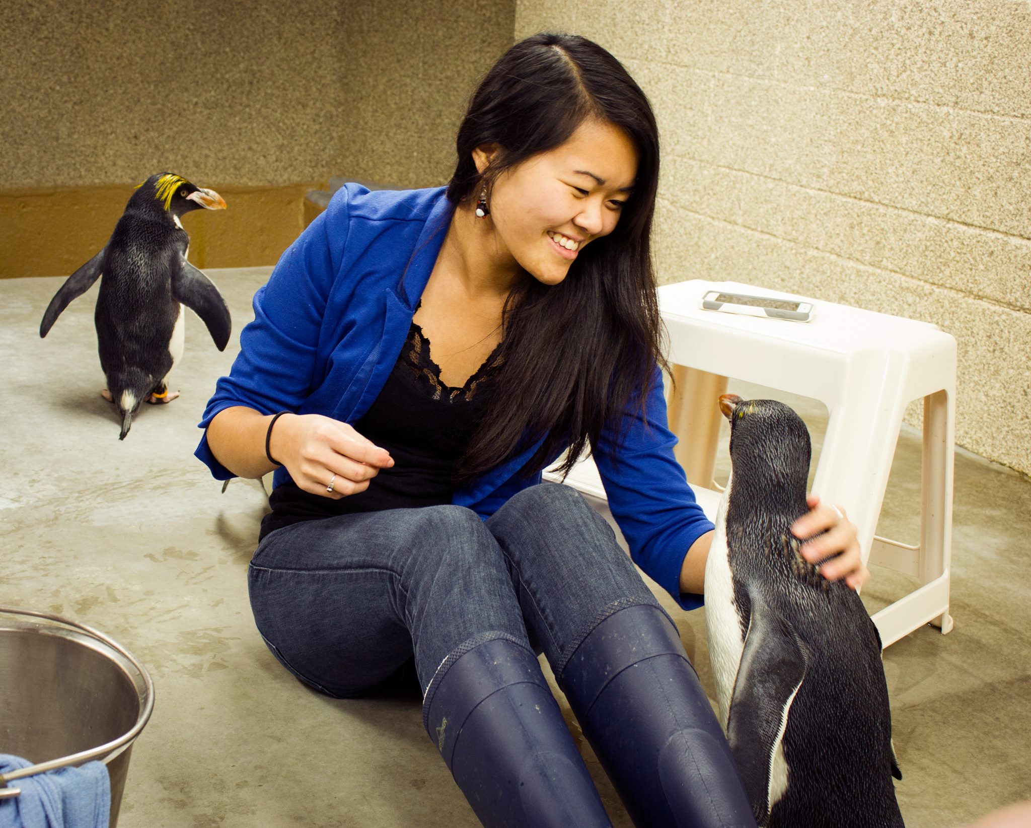 penguins